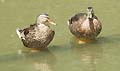 Guy Fanguy - Artist - Animals - Louisiana - Native Animals (10).jpg Size: 31457 - 1